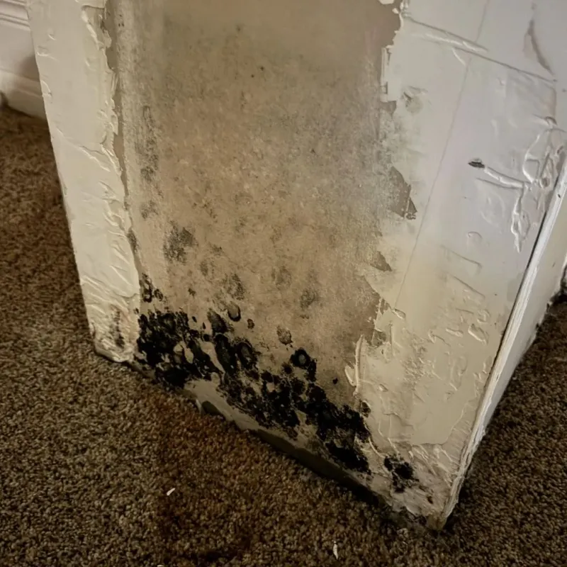 Professional Mold Removal in Willow Springs, MO